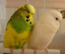 Jersey_and_podi_email.jpg