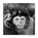 Jnr-Langur.jpg