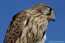 KESTREL.jpg