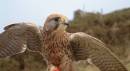KESTREL_5.jpg
