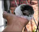 KITTEN_1.jpg