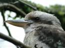 KOOKABURRA_2.jpg
