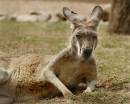 Kangaroo.jpg