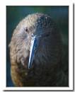 Kea.jpg