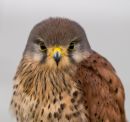 Kestrel5.JPG