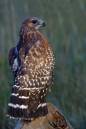 Kestrel_at_dawn_S6336.jpg