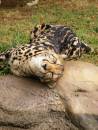 King_Cheetah_2.jpg