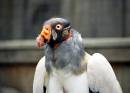 King_Vulture_Sarcoramphus_papa_.jpg