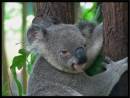 Koala-1.jpg