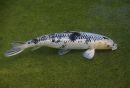 Koi-Black-and-White-ARC_2968-web1000.jpg