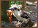 Kookaburra_feeding_resize.jpg