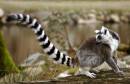 LEMUR_0682.jpg