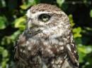 LITTEL_OWL.jpg