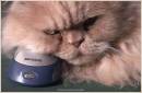 LOVE_OF_A_MOUSE_second_.jpg