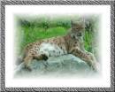 LYNX.jpg