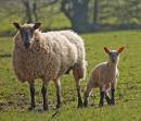 Lamb.jpg
