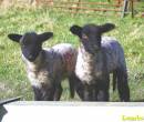Lambs_600_x_511_.jpg