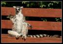 Lemur5.jpg