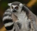 /gallery/data/513/thumbs/LemurCU12.jpg