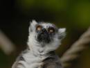 LemurGivesThanks.jpg