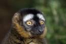 Lemur_close_up.jpg