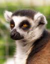 Lemur_cropped_2.jpg