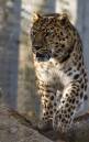 Leopard-1.jpg