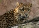Leopard_Portrait.jpg
