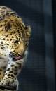 Leopard_prowl.jpg