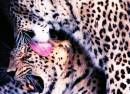 Leopards.jpg