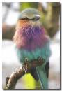 Lilac-breasted-roller.jpg