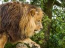 Lion-11.JPG