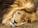 Lion-2.JPG