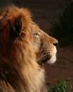 Lion-Profile_1.jpg