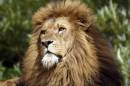 Lion3.jpg