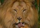 LionLicksandPreens.jpg