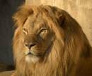 LionPortraitcloseup.jpg