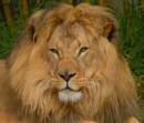 LionPortraitgreen2.jpg