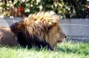 Lion_1.jpg
