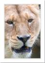 Lioness-2.jpg