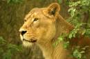 Lioness.jpg