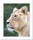 Lioness1.jpg