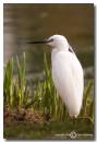 Little-Egret.jpg
