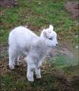 Little_Lamb3.jpg
