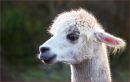 Llama.jpg