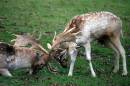 Locking_Horns.jpg
