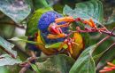 Lorikeet.jpg