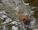 Lucys_dog_1.jpg
