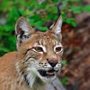 Lynx_D700_9645_1500.jpg