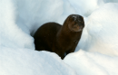 MINK.png
